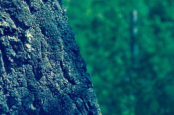Detailed shot of textured tree bark against a blurred green outdoor backdrop. HD wallpaper