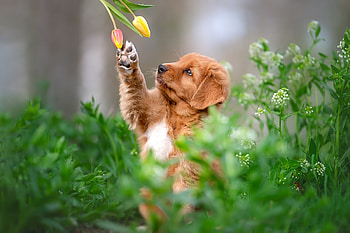animal, dog, tulip, cute, spring, brown, puppy, flower, green, paw, caine HD wallpaper
