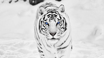 White Tiger | Top 849 White Tiger HD wallpaper
