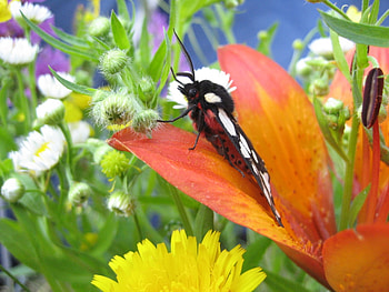 Butterflies, Insects HD wallpaper