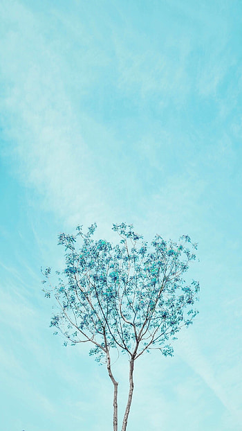 Light Blue, Tree HD phone wallpaper
