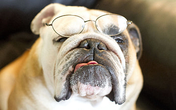 Animals, Dog, Muzzle, Sight, Opinion, Glasses, Spectacles, Bulldog HD wallpaper