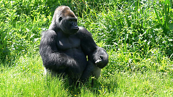 animal stock footage, Wildlife beauty, Amazing video footage, Wildlife appreciation HD wallpaper