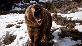 Animals, Winter, Snow, Grin, Brown, Bear, Evil HD wallpaper