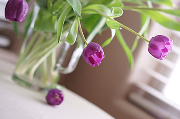 soft, abstract, graphy, flower HD wallpaper