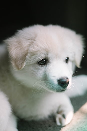 A cute and fluffy white puppy captured indoors with a soft, dreamy focus. HD phone wallpaper