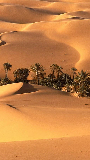 Desert dog, Adorable desert creatures, Four-legged friend, Furry companion HD phone wallpaper
