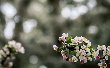 Flower, Plant, Macro, Flowering, Bloom, Branch HD wallpaper