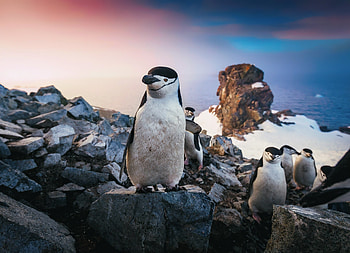 Penguin, coast, rocks, animals HD wallpaper
