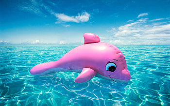 dolphin for your mobile top rated HD wallpaper