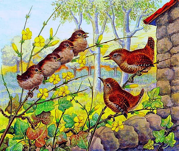 Spring titmouse, cats and 