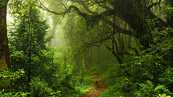 Northern Hemisphere, Green Forests HD wallpaper