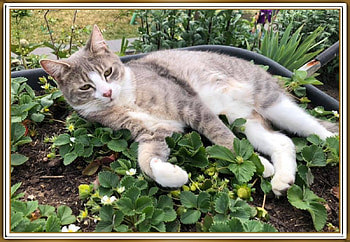 RESTING IN THE GARDEN, NATURE, , FRAMED, CAT HD wallpaper