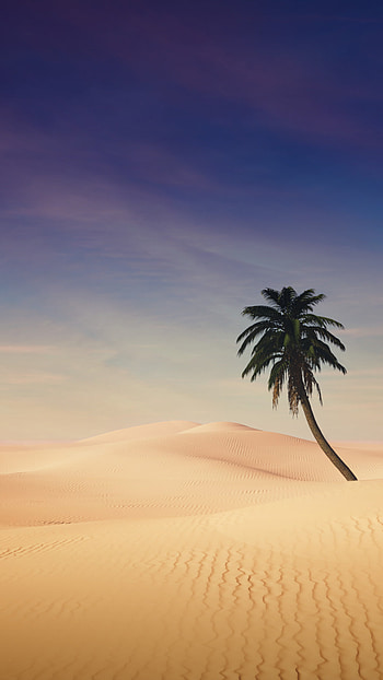 Desert, Palm Trees HD phone wallpaper