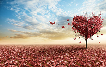*** Beautiful autumn ***, blue, colorful, leaves, autumn, sky, tree HD wallpaper