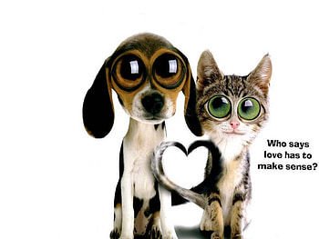 Cat Dog Love, dog, cat, love HD wallpaper