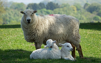 Ewe and Lambs, animals, sheep, farm, lambs, ewe HD wallpaper