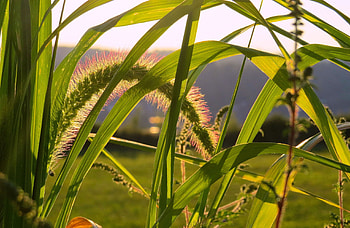 A Touch of Twilight on the Grass, field, nature, grass, sunset, evening HD wallpaper