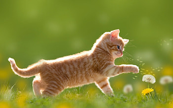 Cute kitten, High-definition , Adorable animal, Lovely HD wallpaper