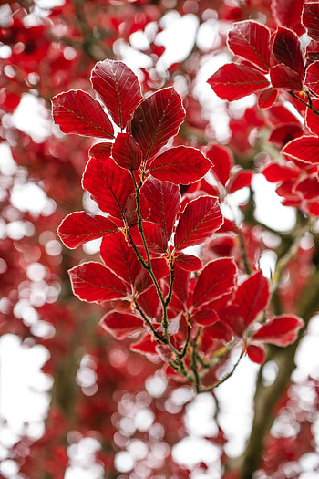 Nature, Autumn, Leaves, Branch HD phone wallpaper