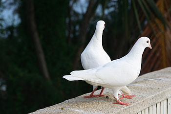 Animals, Birds, Pigeons, Couple, Pair, Snow White HD wallpaper