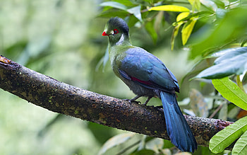 Turaco, blue, branch, bird, green, pasare HD wallpaper