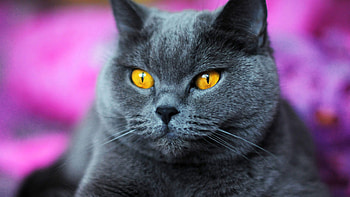 Stare Look Of Yellow Eyes Grey Color Cat In Blur Purple Background Girls HD wallpaper