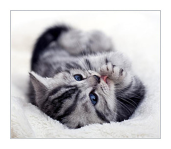 Cuddly cute, animal, blue eyes, cute, feline, cat, fur, stripes, gray, cuddly, tongue HD wallpaper