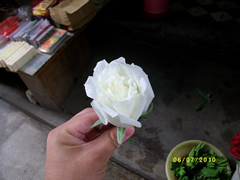 Msh3an white rose, rose, white, co0ool, flower HD wallpaper