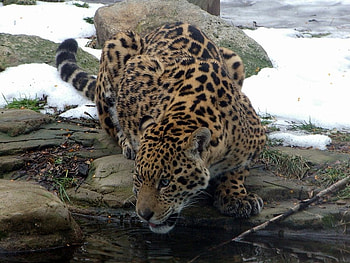 HERE FISHY, FISHY, FISHY, big cats, leopard, wildlife, fish, feline HD wallpaper