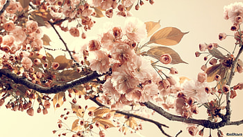 Plants, Flowers HD wallpaper