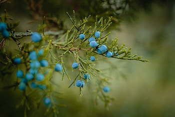 Food, Bilberries, Berries, Branch, Ripe HD wallpaper
