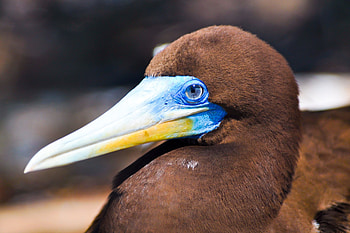 Sophisticated seabird, Australian Geographic, Brown booby, Booby HD wallpaper