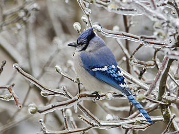 Birds, Animals, Winter HD wallpaper