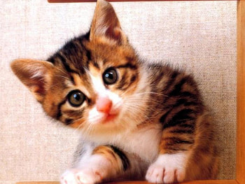 Cute kitty, cats, animals HD wallpaper