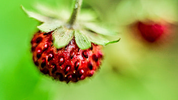 Strawberry, Macro, Berry, Wild Strawberries HD wallpaper