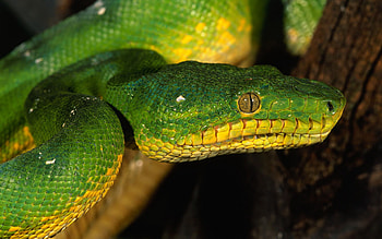 Snake, reptiles, beautiful, animals HD wallpaper
