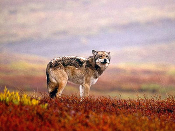 Wild Wolf, beautiful, wild, wolf HD wallpaper