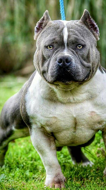 Pitbull Dog, Pitbull, Royal HD phone wallpaper