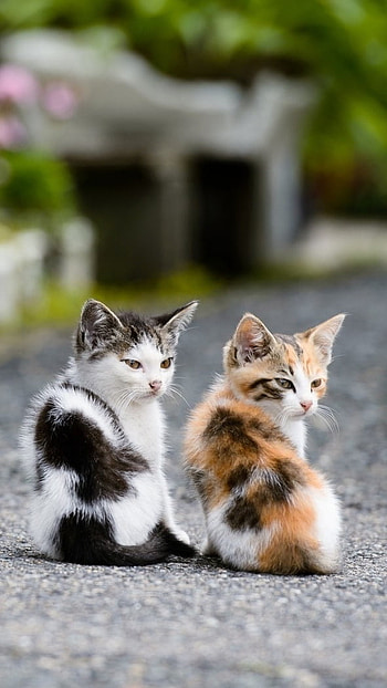 Cat And Dog, Two Kittens, Cute Animals HD phone wallpaper