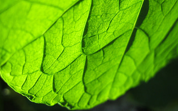 Macro, Bright, Lines, Sheet, Leaf, Carved HD wallpaper