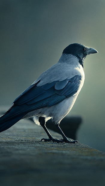 Raven htc one , Animal graphy, Pet bird HD phone wallpaper