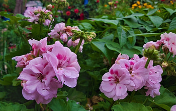 Pretty Pink Geraniums, pink, plants, graphy, geraniums, green, nature, flowers, foliage, garden HD wallpaper