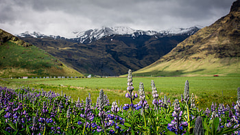 Closeup View Of Purple Lupins Flowers Green Leaves In Blur Mountains Background Nature HD wallpaper