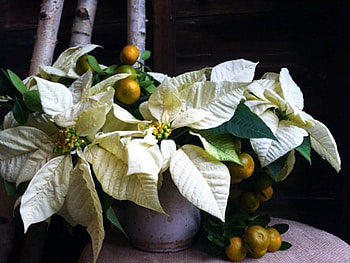 Christmas arrangement, winter, holidays, white, poinsettias, tangerines, vases, christmas, floral decoration, flowers, pots HD wallpaper