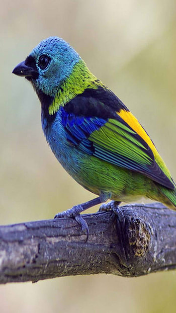 Colorful Bird, Animal, bird HD phone wallpaper
