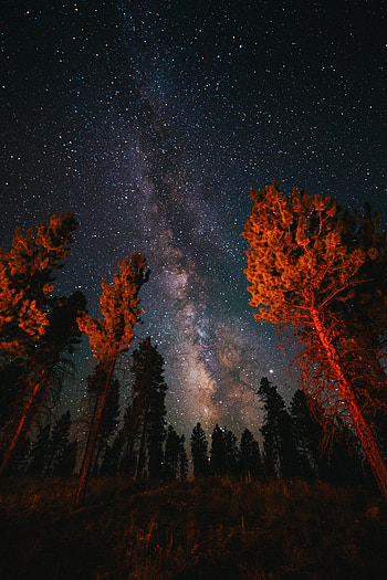 Nature, Trees, Night, Dark, Starry Sky HD phone wallpaper