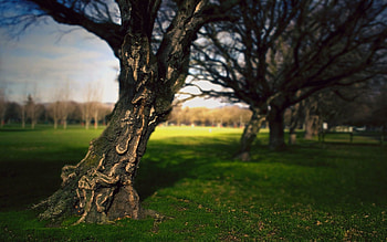 Nature, Summer, Wood, Park, Tree, Bark, Trunk, Brains HD wallpaper