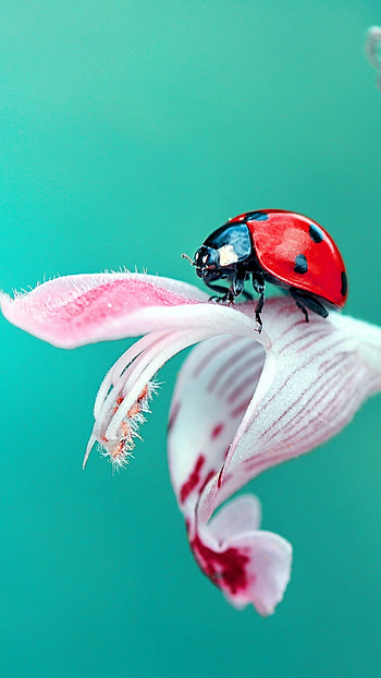 Beetle, Ladybug sony xperia HD phone wallpaper