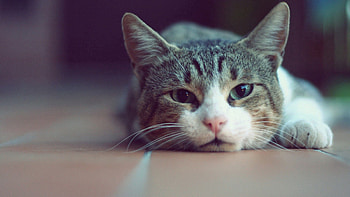 Animals, Cat, To Lie Down, Lie, Muzzle, Relaxation, Rest HD wallpaper